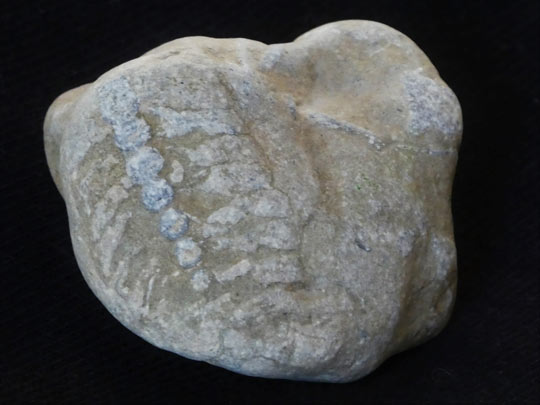Kalkstein mit Fossil